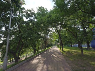 fresh green roads in a park