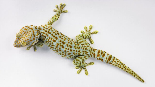 Gecko climbing on white background