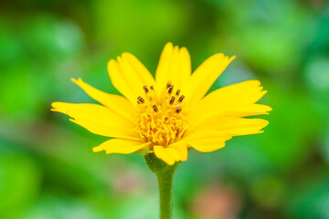 Closeup of blooming yellow phagneticola trilobata flower and its petals and pollens in blurred colorful green bokeh background.