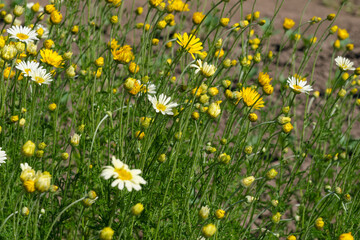 Fototapeta premium Beautiful summer flowers daisies