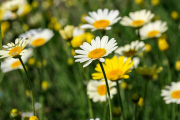 Beautiful summer flowers daisies