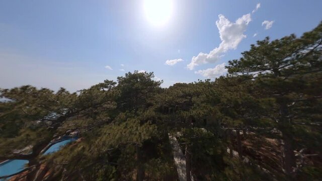Green pine fir trees grow on hilly slopes with scattered houses near endless blue sea under bright sunlight aerial view. Dangerous flight close between branches on fpv sport drone