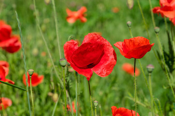 Red poppies bloom