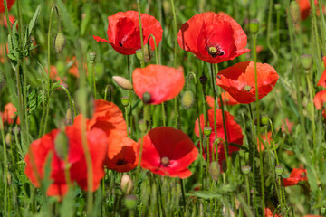 Fototapeta premium Red poppies bloom