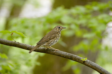 song thrush (Turdus philomelos)