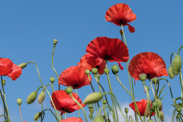 Obraz premium Red poppies bloom