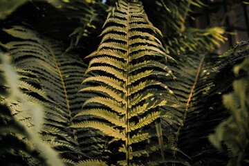 A paparot shrub with contrasting warm sunlight.