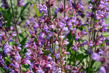 Varietal cultivated sage