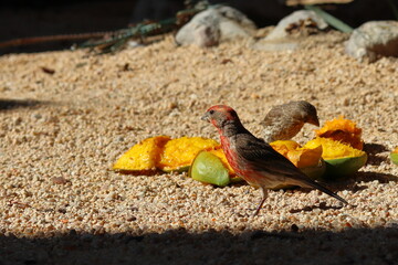 House finch eating mangoes