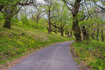 Fototapeta na wymiar Grove of sweet chestnut trees ( Castanea sativa ) in spring. Country road. Montenegro, Bar
