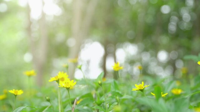 Professional Nature Video Scene of Flower garden  with prayers in the morning of the new day. On June 10, 2021.