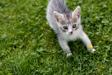 Naklejka na ściany i meble Kitten playing in the grass