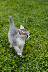 Kitten playing in the grass