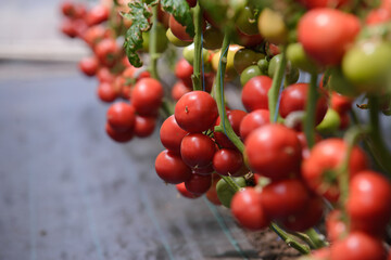 ripe tomatoes on a branch are grown in greenhouse