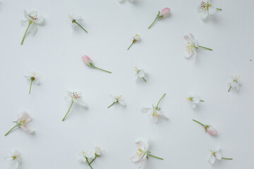
White background with apple-tree flowers laid out on it. Small white flowers on a holoboom background. beautiful beauty background for mockup, flowers isolate