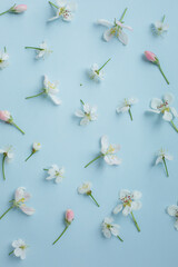 
Blue background with apple-tree flowers laid out on it. Small white flowers on a holoboom background. beautiful beauty background for mockup