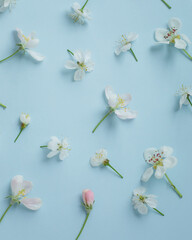 
Blue background with apple-tree flowers laid out on it. Small white flowers on a holoboom background. beautiful beauty background for mockup
