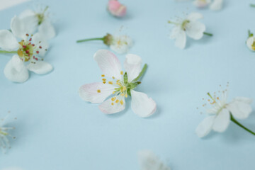 Naklejka na ściany i meble Blue background with apple-tree flowers laid out on it. Small white flowers on a holoboom background. beautiful beauty background for mockup