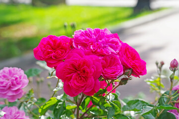Beautiful flower of rose