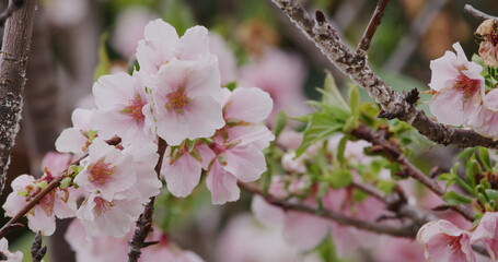 Fototapeta na wymiar Pink sakura flower, cherry blossom