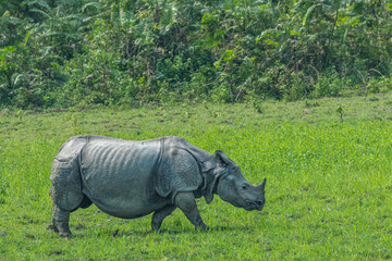 One horned rhinoceros from Kaziranga national park, Assam, India