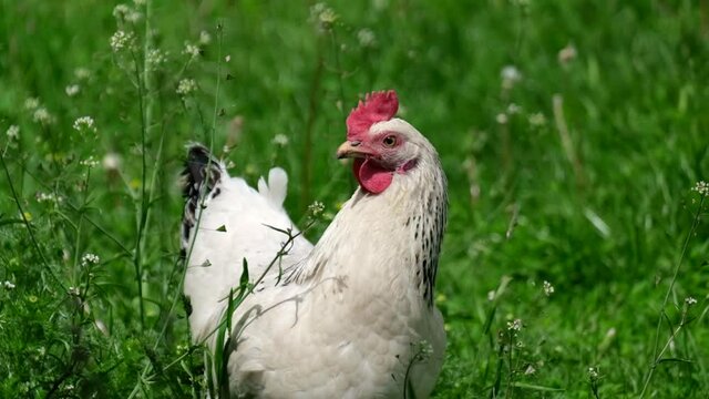 A white chicken walking on the grass eats green grass