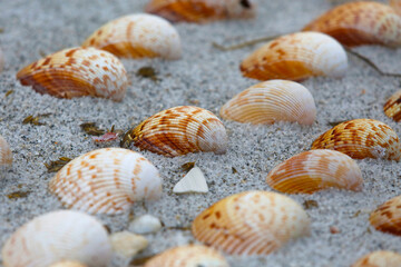 Seashells on the Seashore