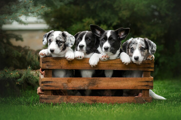 welsh corgi cardigan cute dog family on a green meadow

