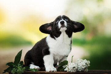 welsh corgi cardigan lovely portrait of cute puppies magical photos of pets
