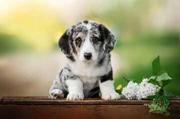 welsh corgi cardigan lovely portrait of cute puppies magical photos of pets
