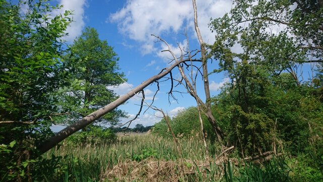 Toter Baum am Schaalseeufer