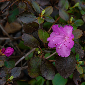 A springtime rhododendron bloom.