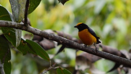 Tangara Mindo Ecuador