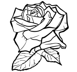 sketch of rose flowers
