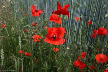 Red poppy in a field among wheat