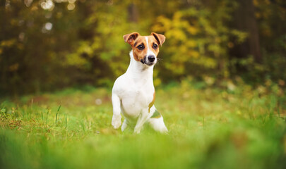 Naklejka na ściany i meble Small Jack Russell terrier sitting on meadow in autumn, yellow and orange blurred trees background