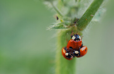 ladybug on a blade of grass