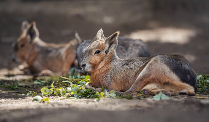 Patagonian Mara ( Dolichotis patagonum ) resting on ground in zoo, another animal blurred background, some green leaves food near - obrazy, fototapety, plakaty