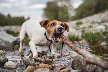 Small Jack Russell terrier playing by the river, walking on wet stones, chewing and pulling wooden...