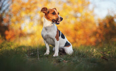 Small Jack Russell terrier sitting on meadow in autumn, yellow and orange blurred trees background
