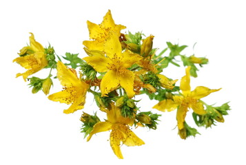 St. John's wort (Hypericum perforatum) isolated on white background, clipping path