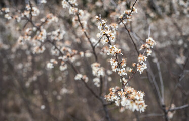 Small white flowers growing on bush in spring, shallow depth of field photo only few petals focus
