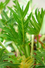 Philodendron(Philodendron xanadu Croat),this plant is native to Brazil,cultivated as a potted plant, a cut-off plant and placed as an ornamental plant.