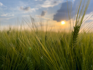 Obraz premium A close up of a plant. Green grain field in the summer sun rays in Germany.