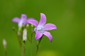 Bluebell flowers blooming on summer meadow. Wildflowers in green grass