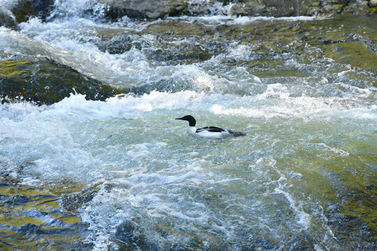 An adult male Common Merganser (Mergus merganser) hunts for a meal in the rushing waters of Alaska's Russian River.