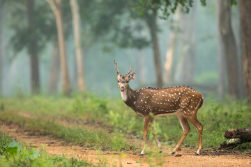 Naklejka na ściany i meble Spotted Deer on a foggy morning from nagarhole national park from Karnataka India