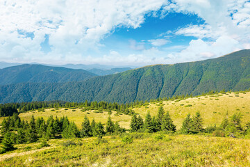 Obraz premium carpathian mountain landscape in summertime. beautiful countryside scenery with trees on the grassy alpine meadows. sunny morning with fluffy clouds on the sky