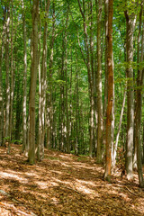Obraz premium beech forest in summer. bright nature outdoor on a sunny day. tall trees in green foliage