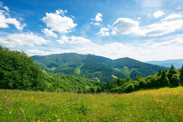 Fototapeta na wymiar grassy meadow in mountains. wonderful nature landscape. sunny summer day. clouds on the sky